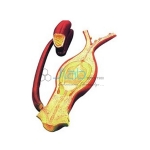 Fertilization of the Angiosperms