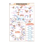 Cellular Respiration