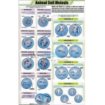 Animal Cell Meiosis Chart